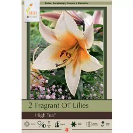 Lilium Trumpet High Tea 2PK