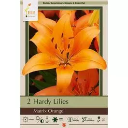 LiliumMartrix Orange 2PK