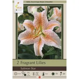 Lilum Oriental Salmon Star 2PK