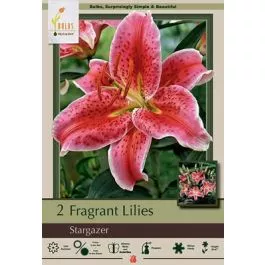 Lilum Oriental Stargazer 2PK