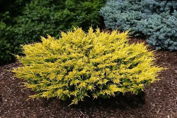 Lime Glow Juniper
