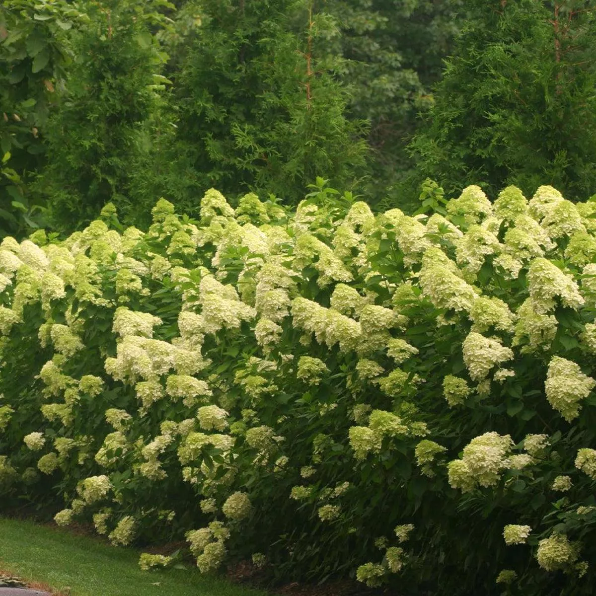 Limelight Panicle Hydrangea PW # 7 PW Cont