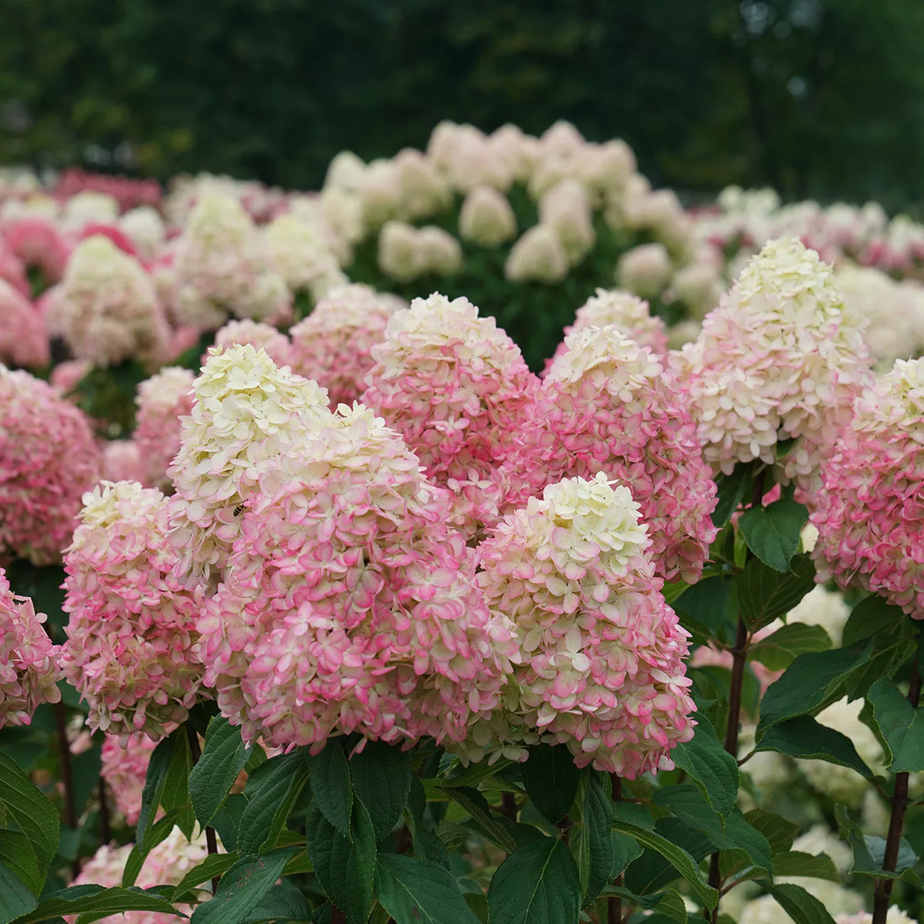 Limelight Prime Hydrangea Shrub – 1 Gallon