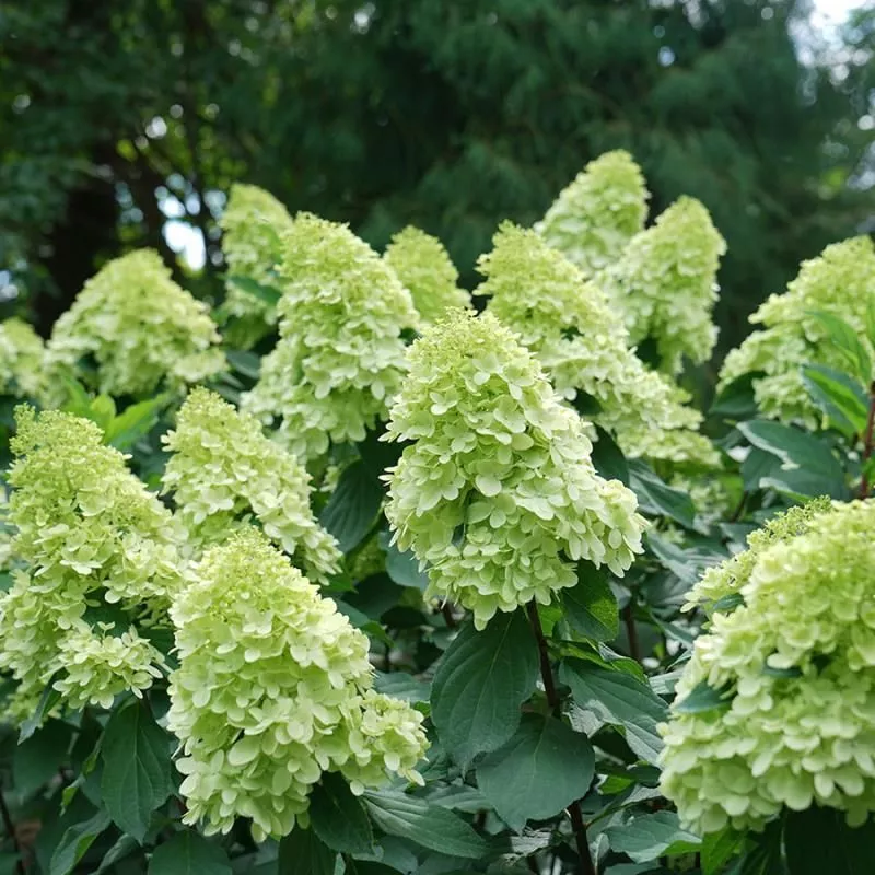 Limelight Prime Hydrangea