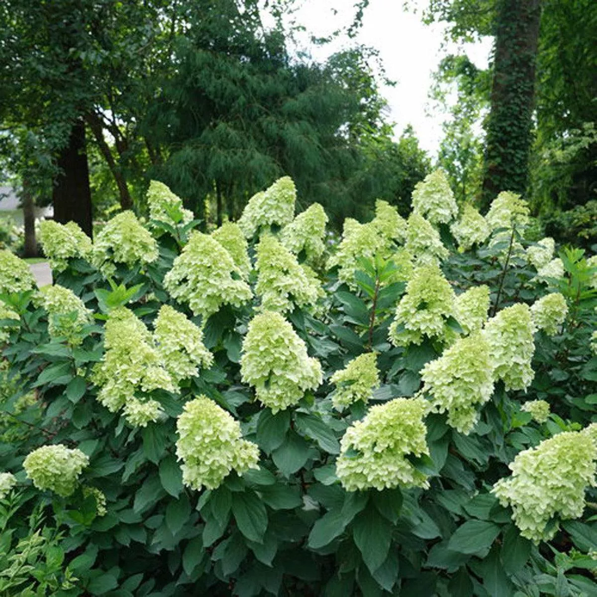 Limelight Prime Panicle Hydrangea PW