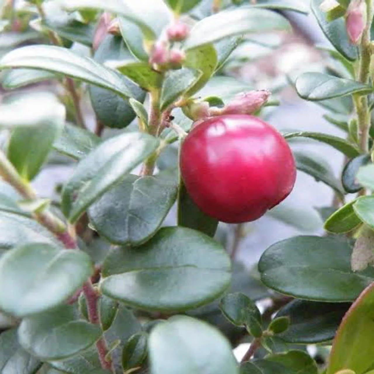 Lingonberry (Susi)
