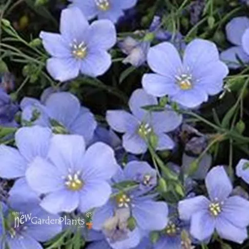 Linum 'Nanum Sapphire' - One Quart Pot