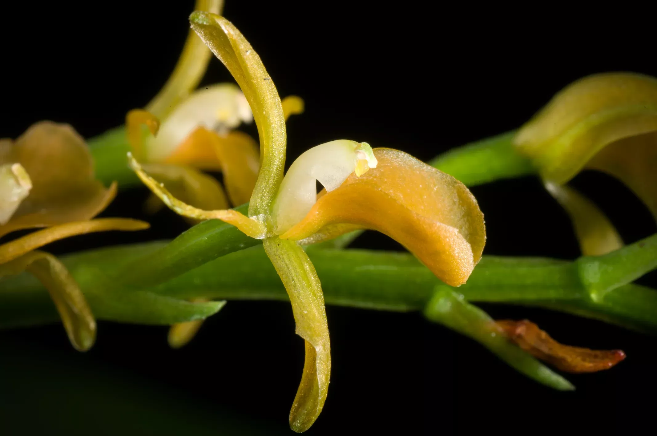 Liparis bootanensis