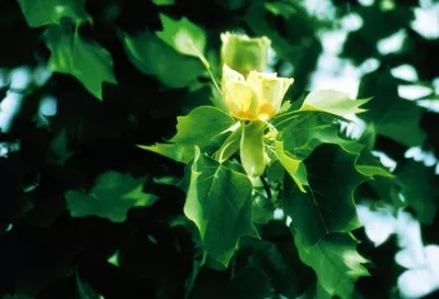 Liriodendron tulipifera / Tuliptree