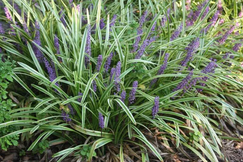 Liriope muscari ‘Variegata’