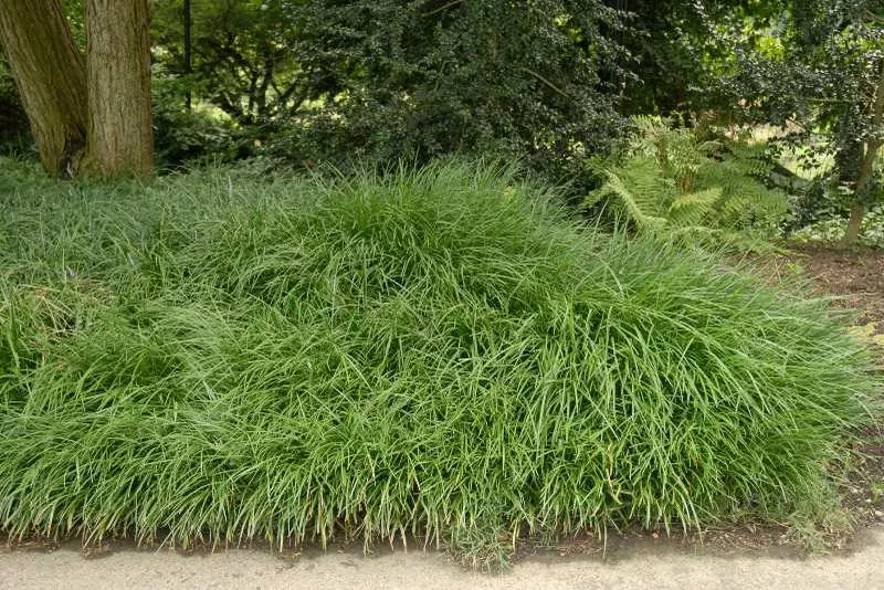 Liriope spicata