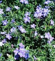 Lithodora d. 'Grace Ward' (10)ct Flat