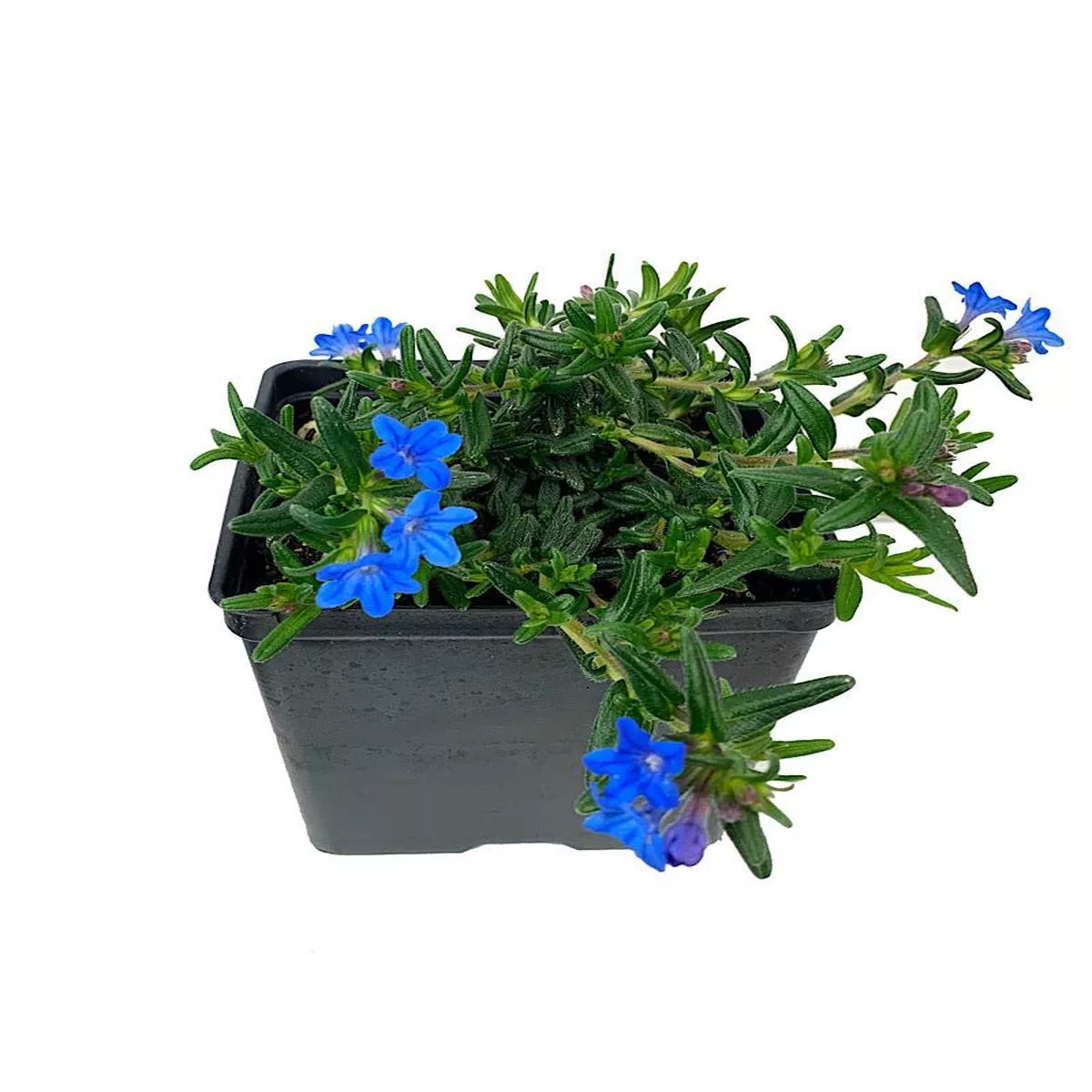 Lithodora diffusa ‘Heavenly Blue’