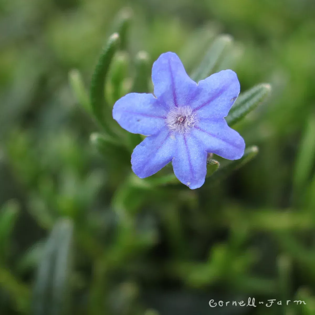 Lithodora Grace Ward 1gal