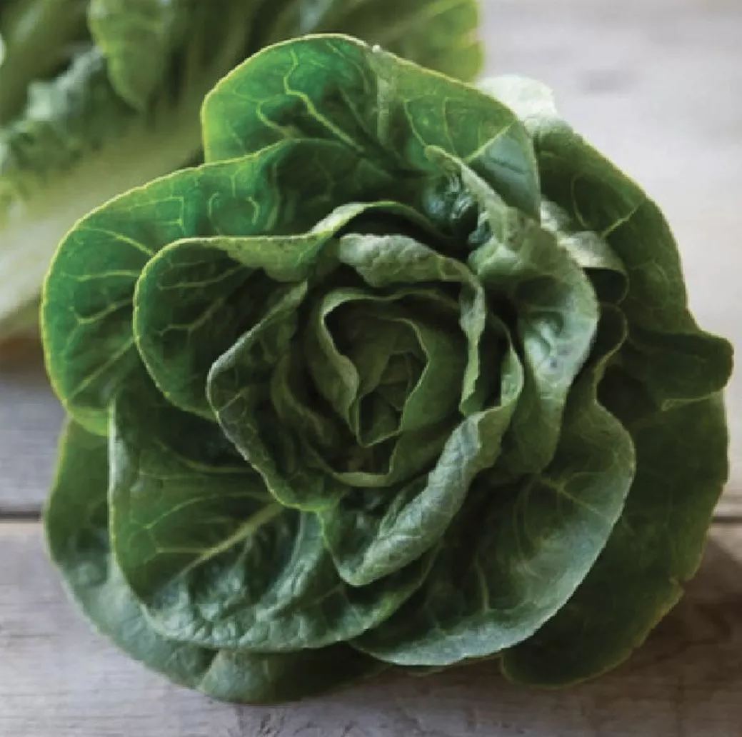 Little Gem Lettuce Seeds