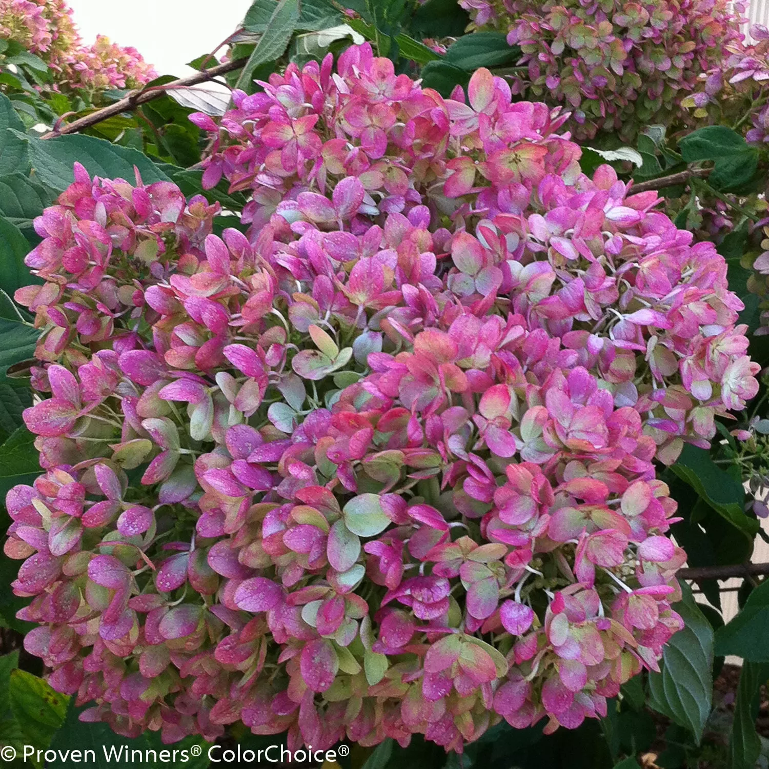 Little Lime Hydrangea Tree – 4-5 ft