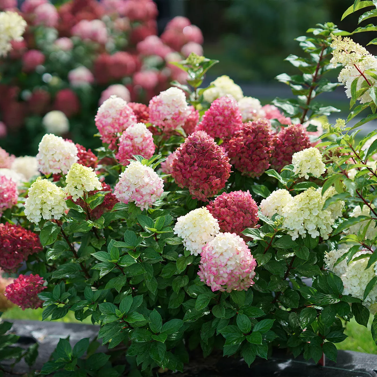 Little Lime Punch Hydrangea – 1 Gallon