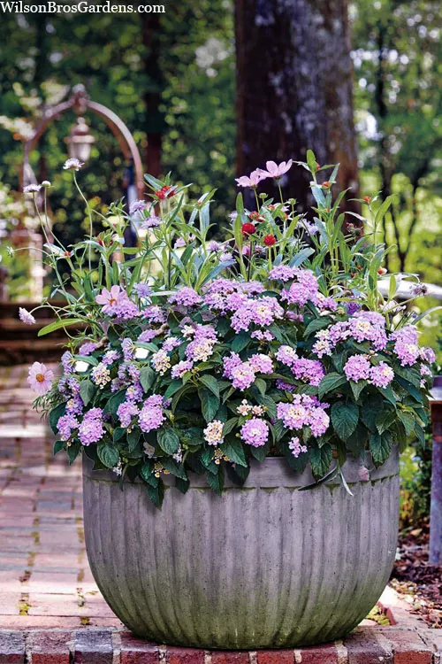 Little Lucky Lavender Lantana - 5 Pack of Quart Pots