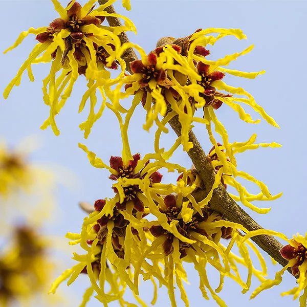 Little Prospect Witch Hazel – #3 Container