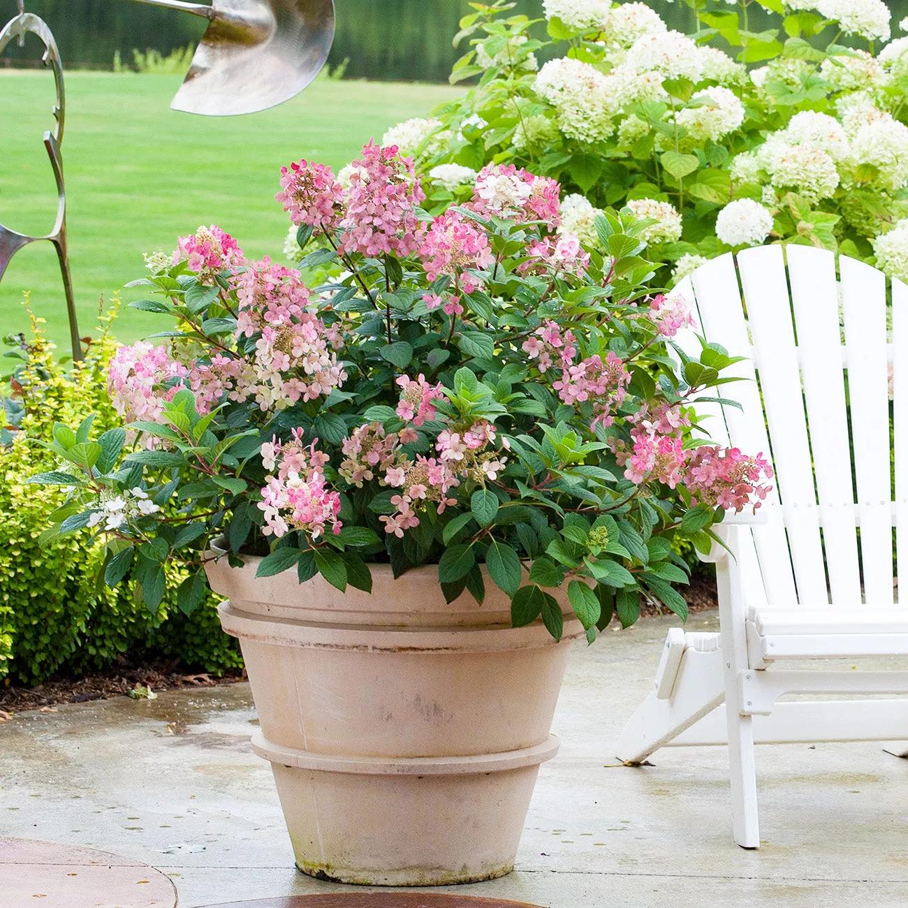 Little Quick Fire Hydrangea Bush – 1 Gallon