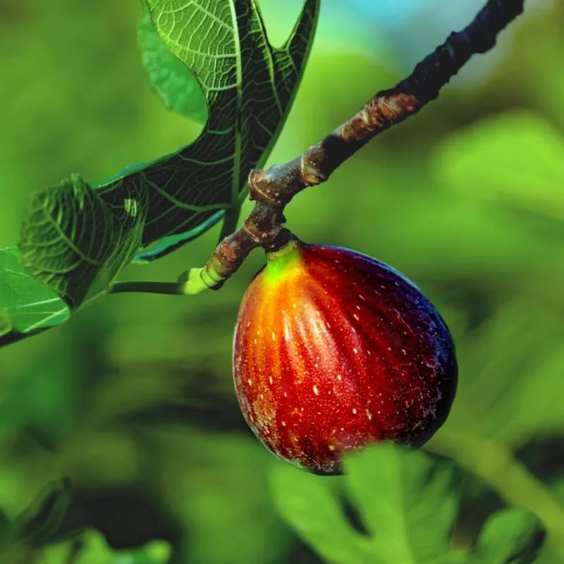 Little Ruby™ Fig Tree