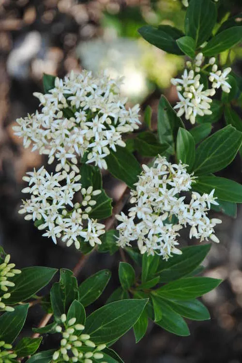 Littleleaf Dogwood - 1 Gallon Pot