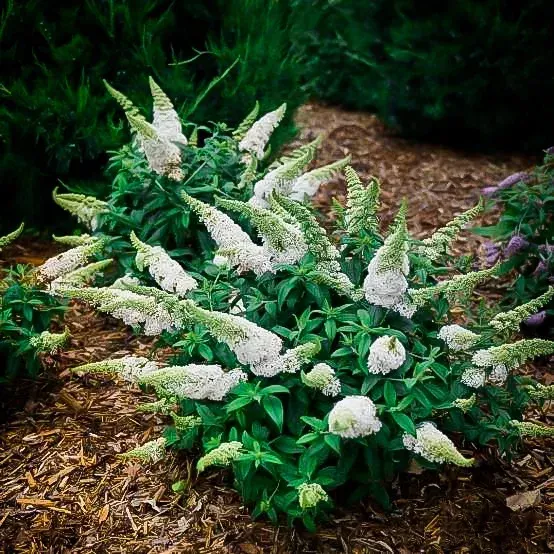 Lo & Behold Ice Chip Butterfly Bush