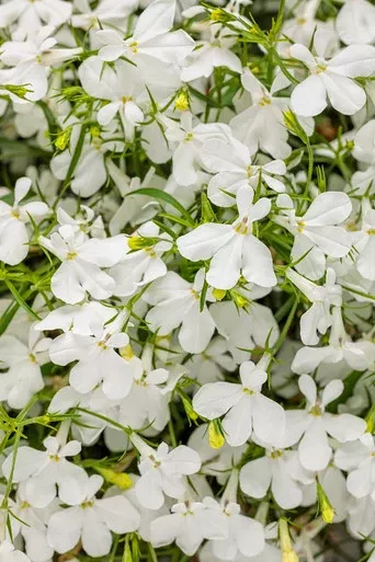 Lobelia erinus 'Laguna Cloud White™'