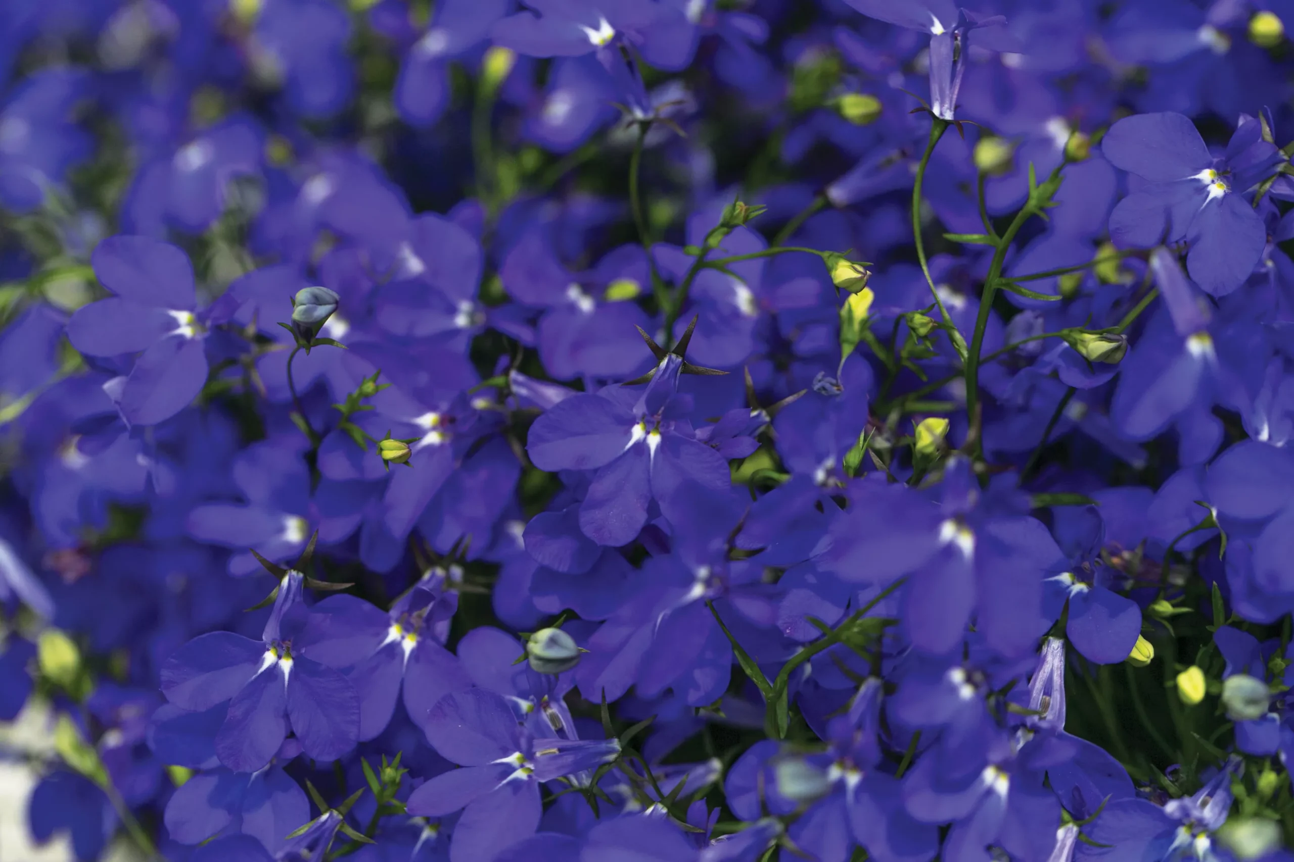 Lobelia Hot Royal Blue