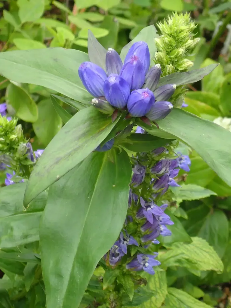 Lobelia siphilitica(B.DR.HMR.NB.OP)