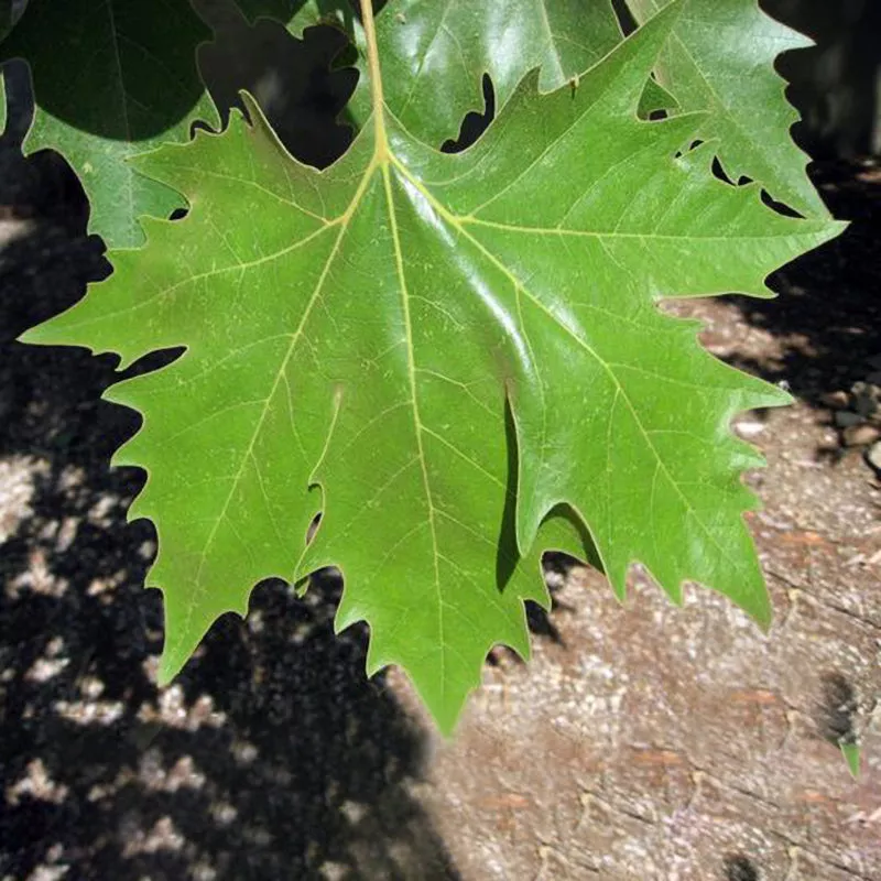 London Plane Tree – 15 Gallon ( 5 – 6 ft. )