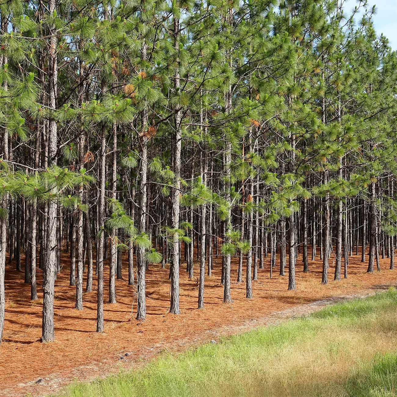 Longleaf Pine Tree – 3 Gallon