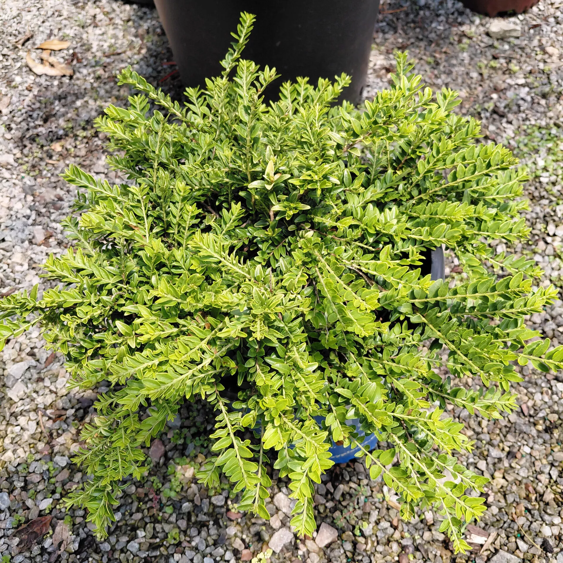Lonicera nitida Thunderbolt