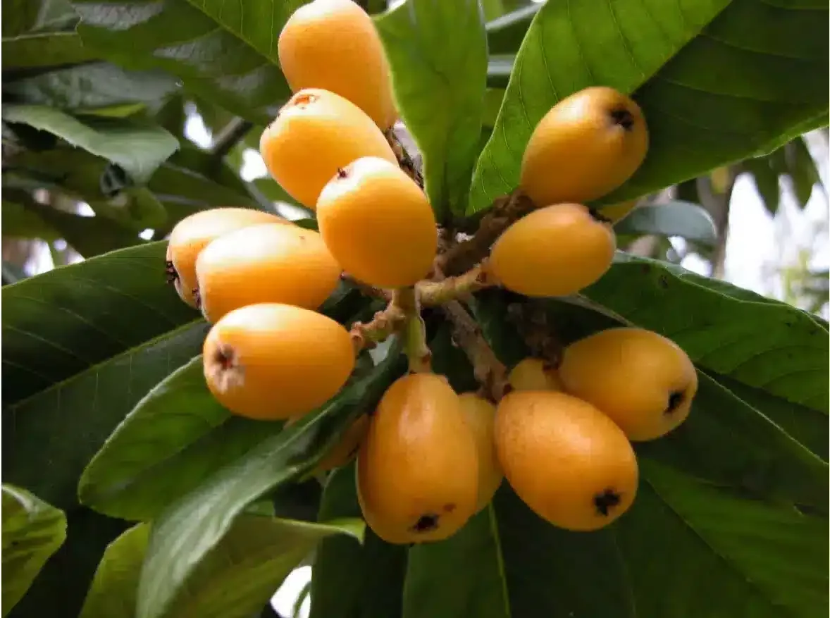 Loquat (Big Jim)