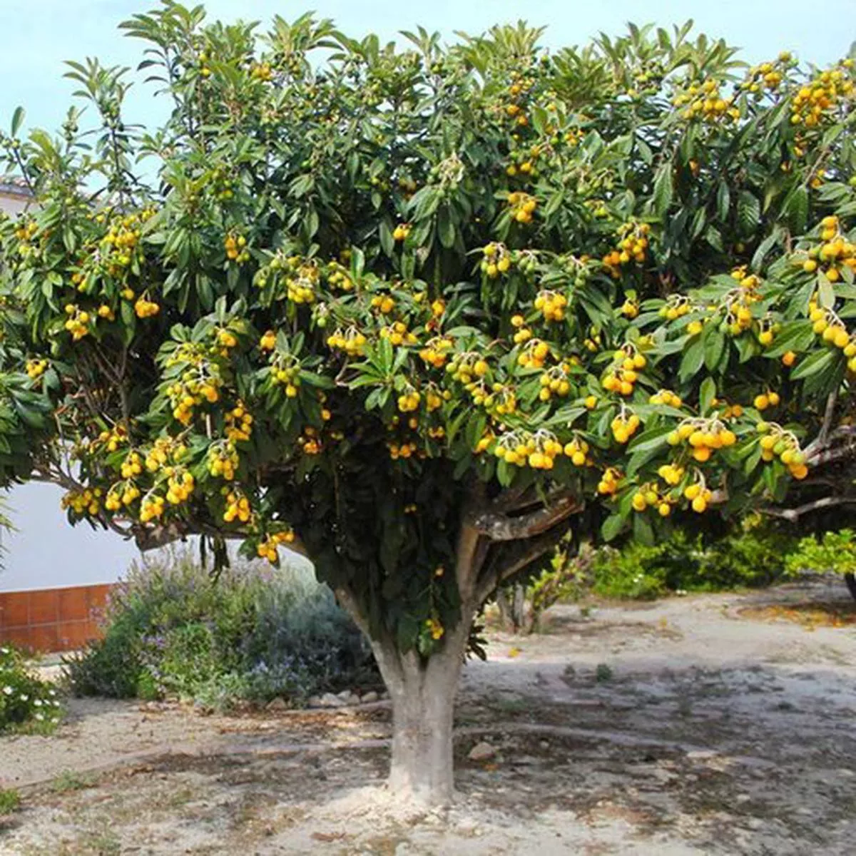 Loquat (Champagne)