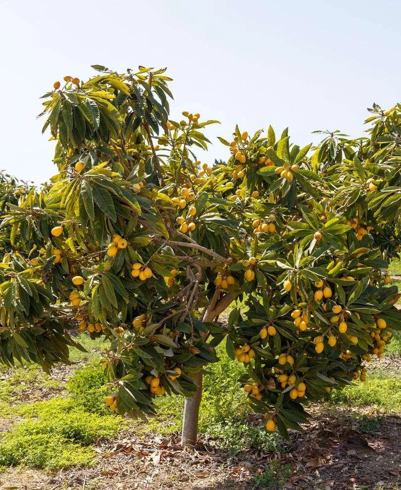Loquat Seedling – 1 Gallon Pot