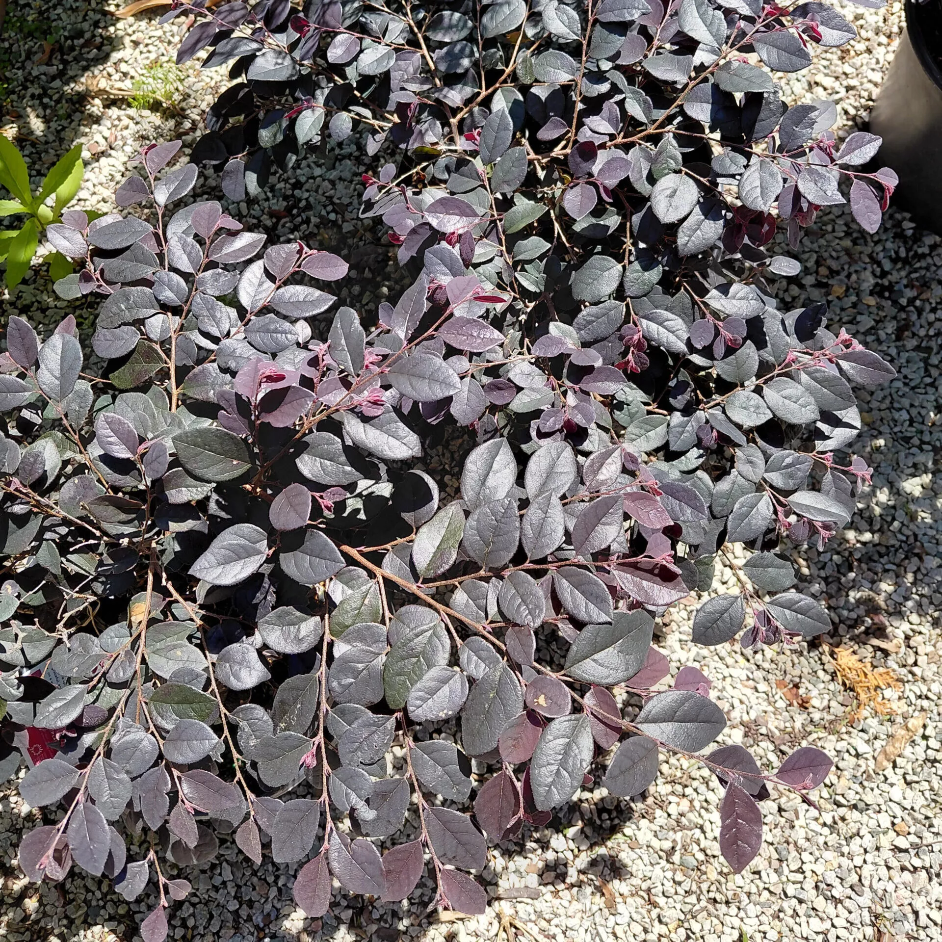Loropetalum chinense Cerise Charm™