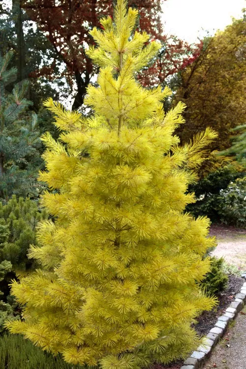 Louie Golden Eastern White Pine - 3 Gallon Pot