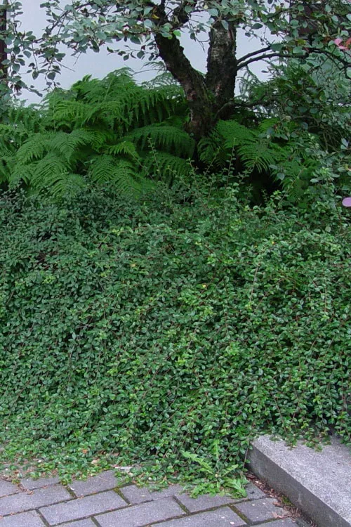 Lowfast Cotoneaster - 1 Gallon Pot