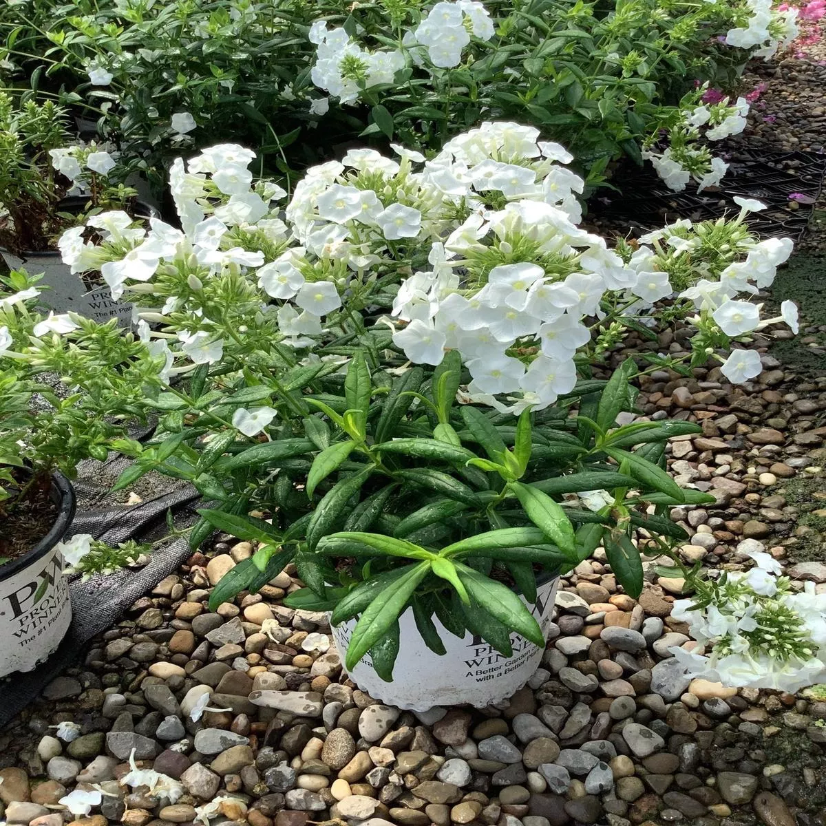 Luminary™ Backlight Tall Garden Phlox