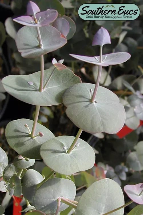 Luna Cold Hardy Eucalyptus Tree (Eucalyptus perriniana) - 1 Gallon Pot