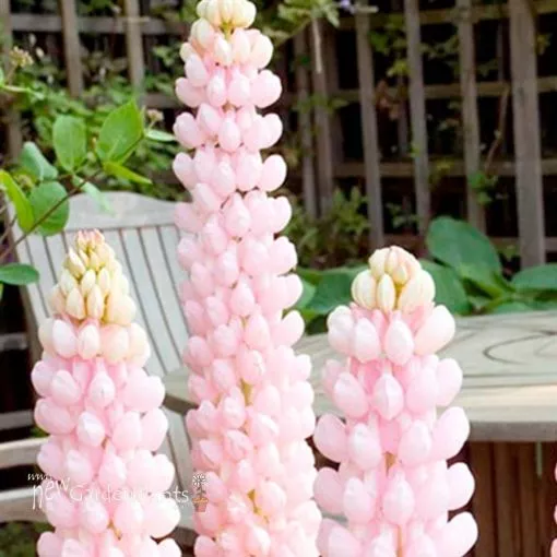 Lupine 'Blossom' PPAF - One Quart Pot