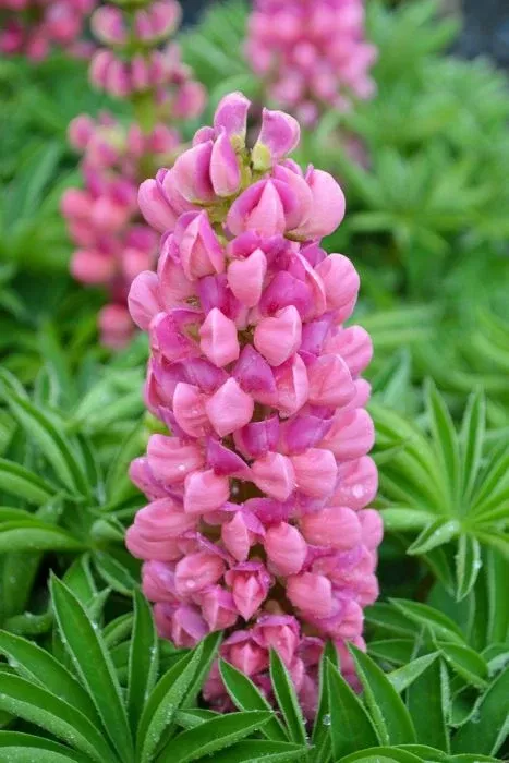 Lupine - Gallery Pink
