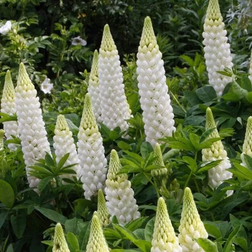 Lupine 'Mini Gallery White' - One Quart Pot