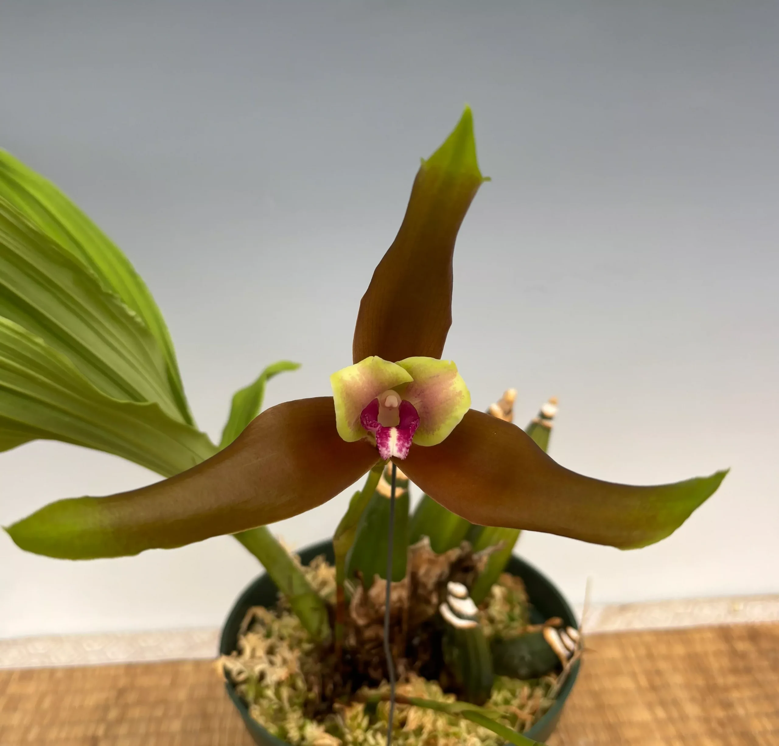 Lycaste schilleriana rosea