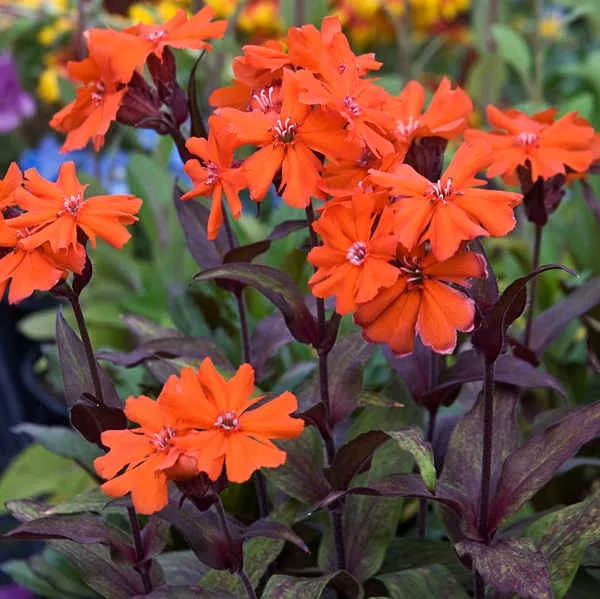Lychnis Campion "Orange Gnome"