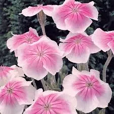 Lychnis coronaria ‘Angel’s Blush’