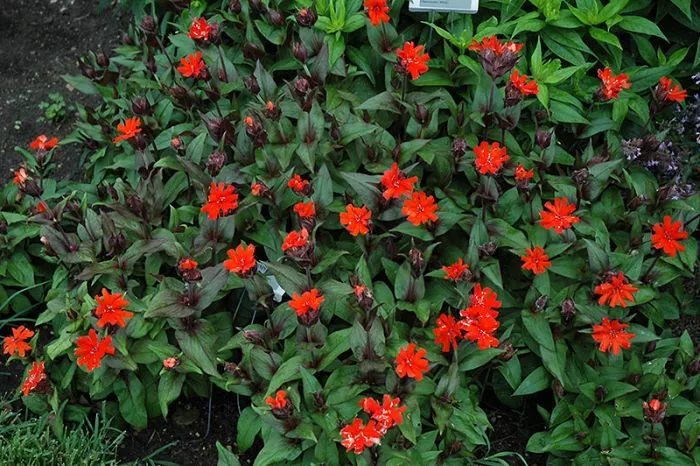 Lychnis - Maltese Cross Orange Gnome