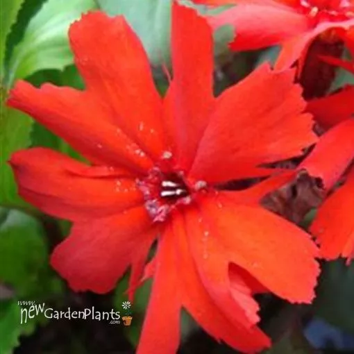 Lychnis 'Molten Lava' - One Quart Pot