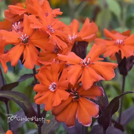 Lychnis 'Orange Gnome' - One Quart Pot
